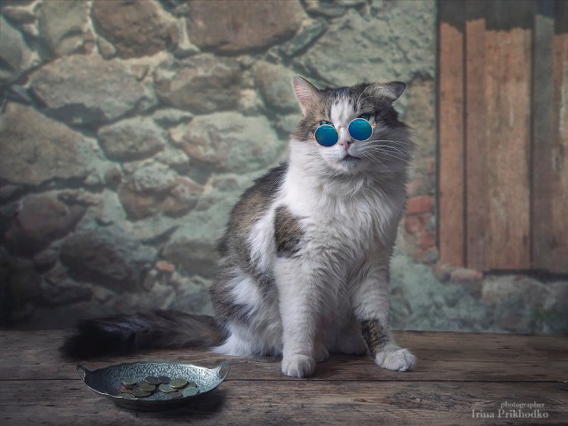 Забавные животные