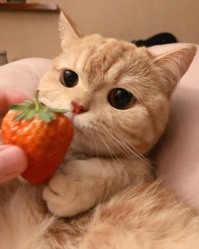 Забавные животные