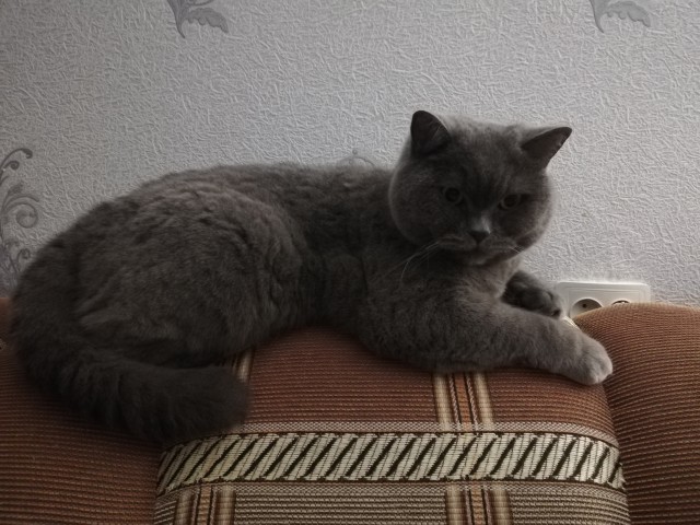 Котовторник