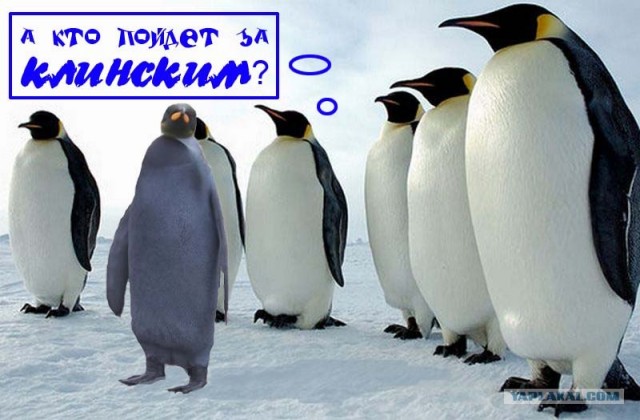 Пингвин - негр