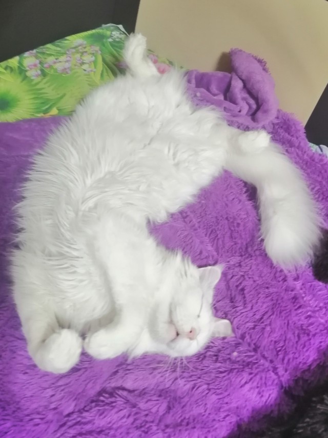 Котовторнику быть!