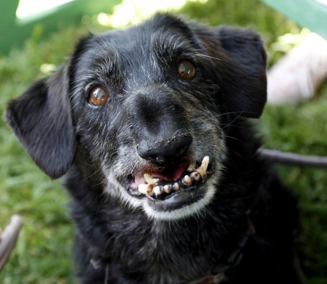 В Севастополе доберман набросился на хозяйку приюта бродячих собак, он покусал женщину и случайного прохожего