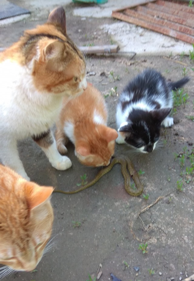 Котовторник же!