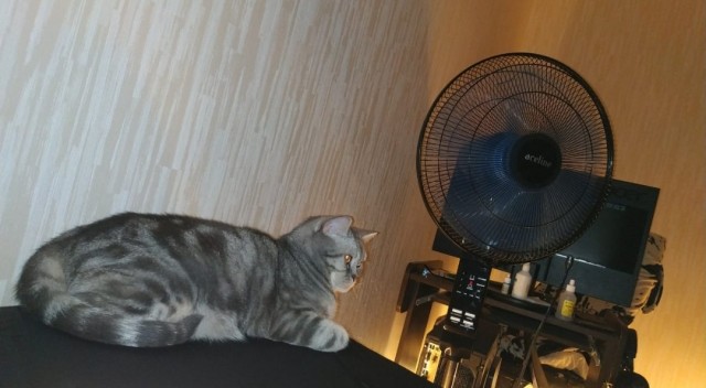 Хоба! Котовторник!