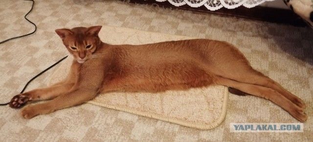 Котовторник