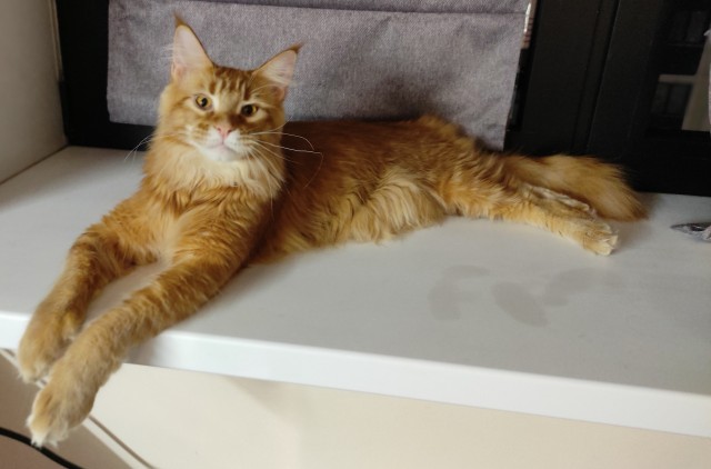 Котовторник так котовторник
