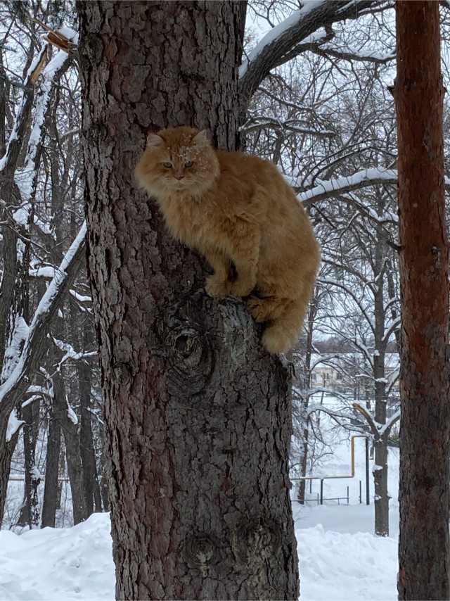 Котовторниковское