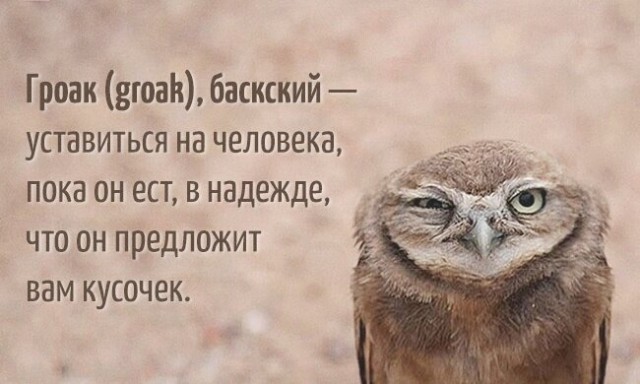 Весёлый полтишок 11.04.22