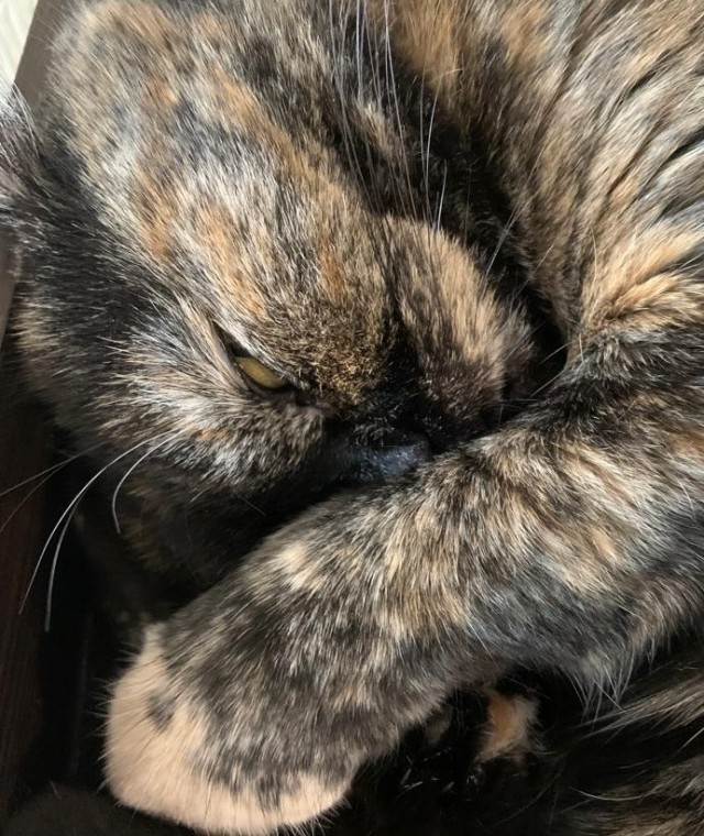 Начну котовторник чуть раньше!