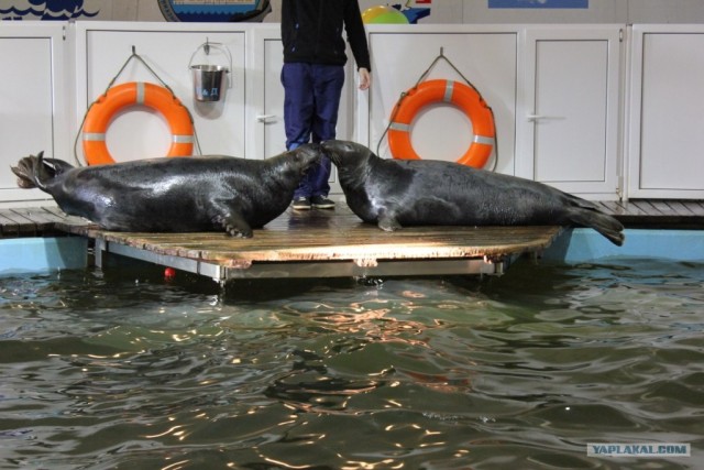 Мурманск глазами карелов