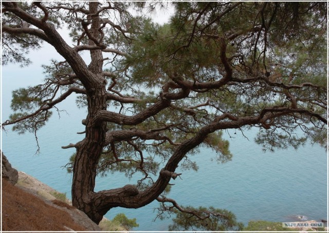 Крым. Мыс Ая. Деревья моря.