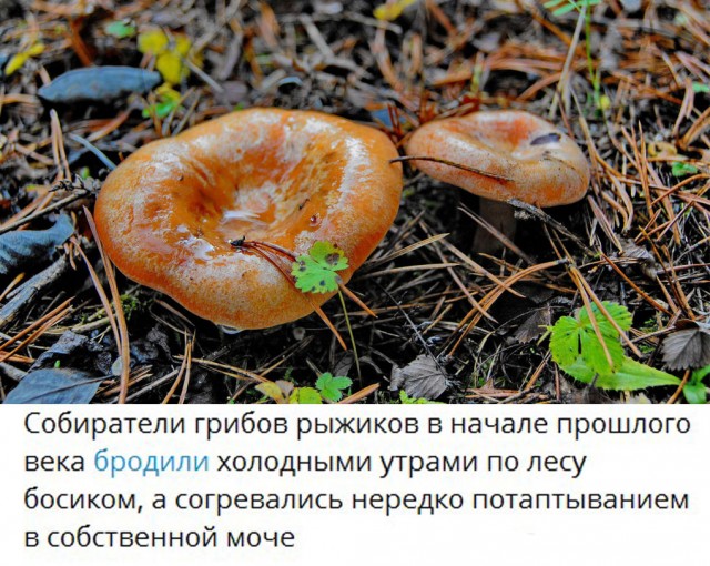 Грибные фотоотчёты