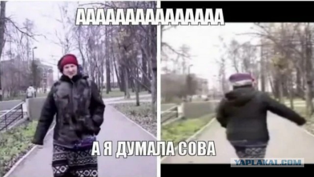 Совы клёвые