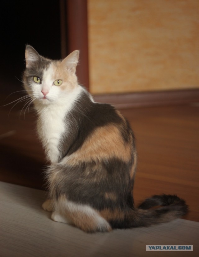 Котовторник  19.03.2013