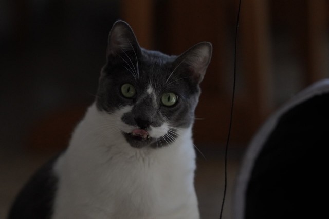Коточетверг!