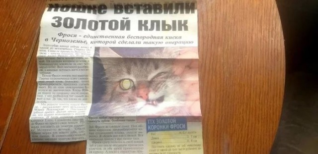 Хозяин вставил своему коту золотой клык за место утраченного