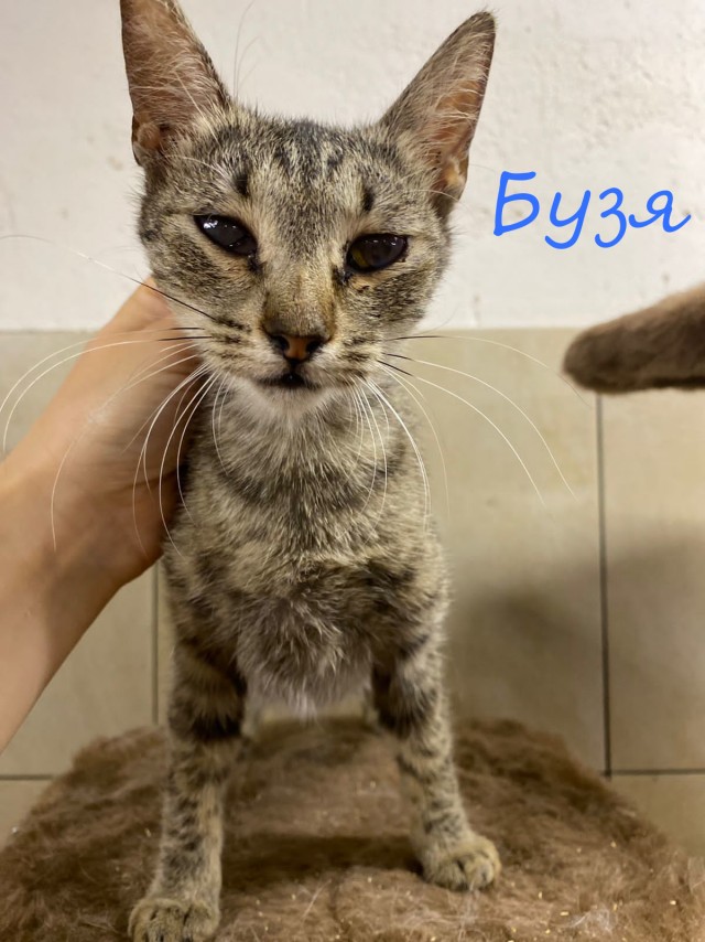 Жизнь домашнего приюта "Котоленд" 395