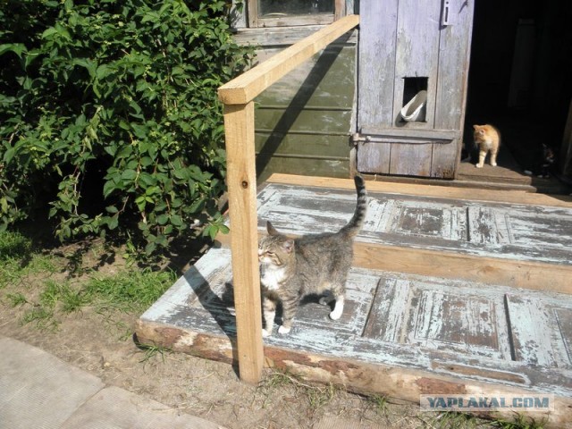 Жизнь домашнего приюта для котеек 453