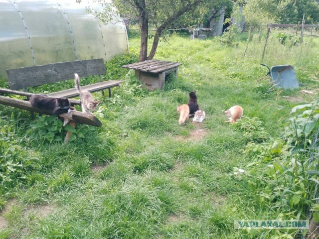 Жизнь домашнего приюта для котеек 457