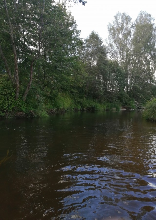 Несколько фото с похода на лесную речку