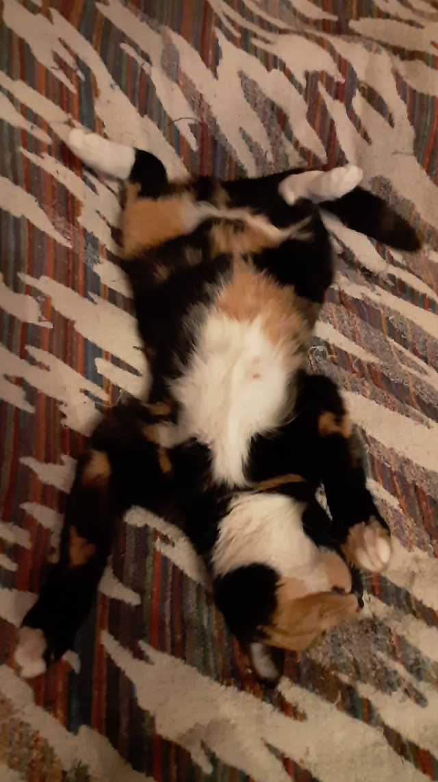 С котовторником ЯПовцы
