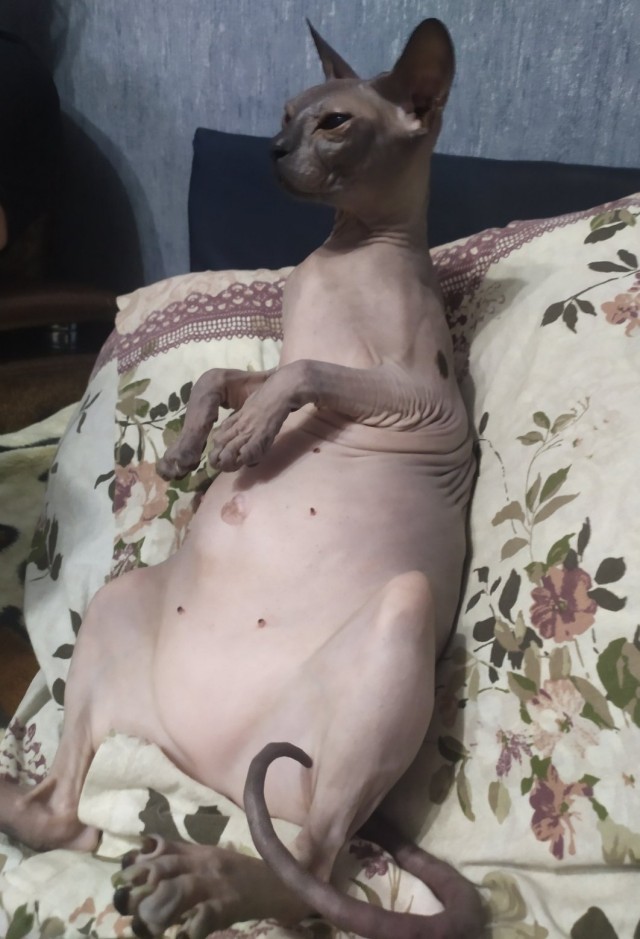 Толстые коты