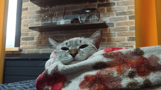 А в следующей жизни я хотел бы быть котом