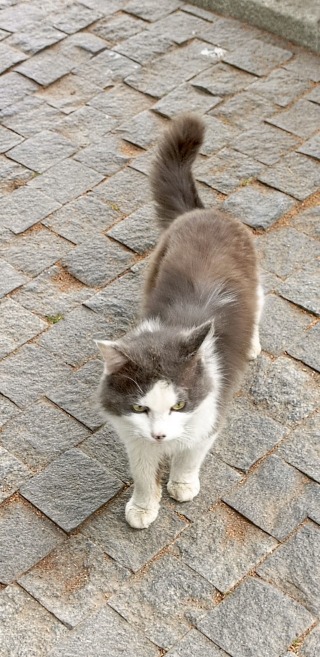 Южных котиков вам на радость