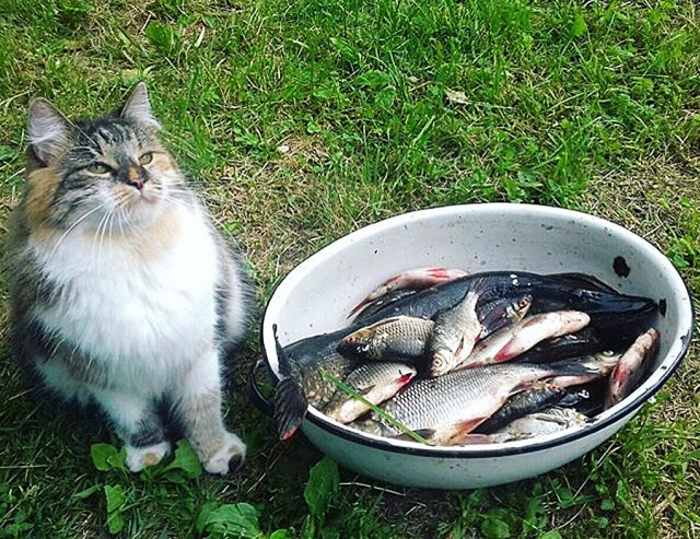 Коты деревенской породы