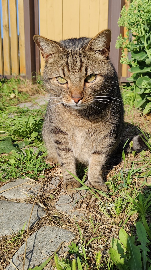 Подкидыш к котовторнику