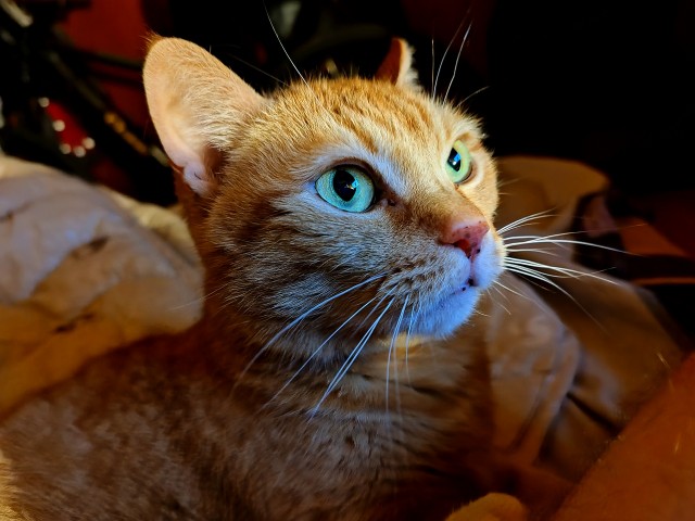 Котовторник 05/11/2024