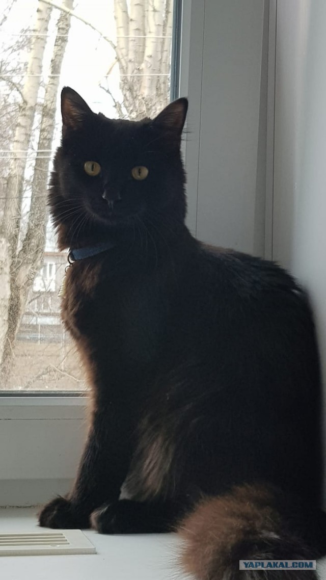 День чёрной кошки отмечается сегодня