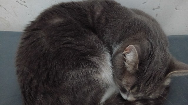 Котовторник