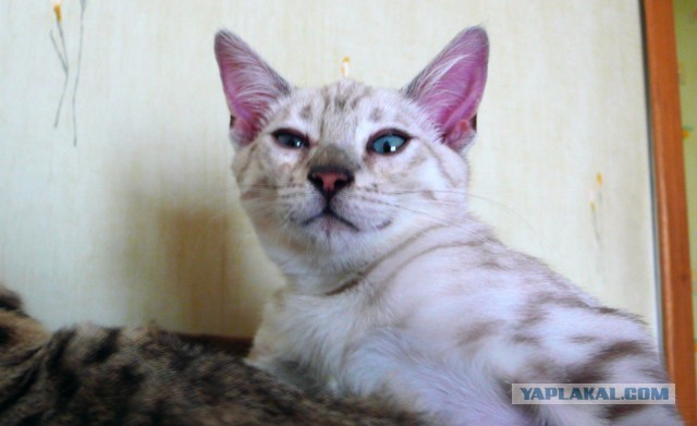 О бенгальских котах на наглядном примере