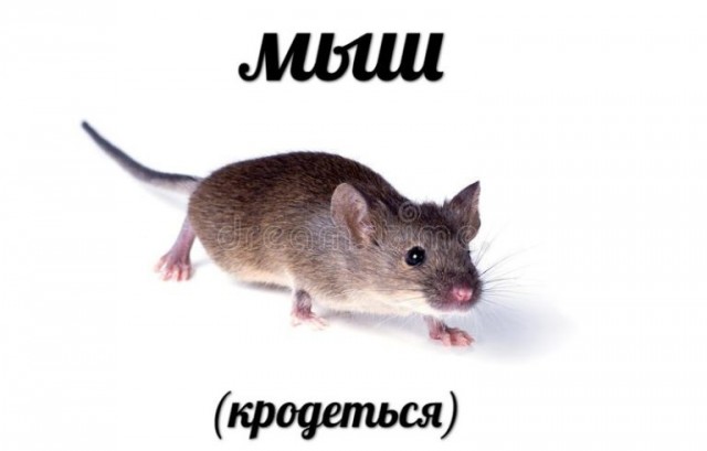 Как ко мне мышонок дружить пришёл