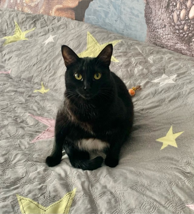 Котовторник