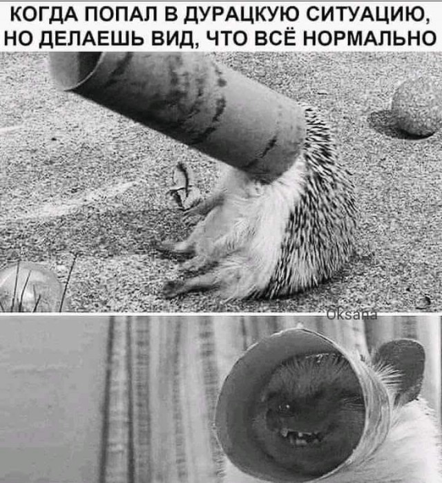 Веселое настроение в картинках 27.07.25