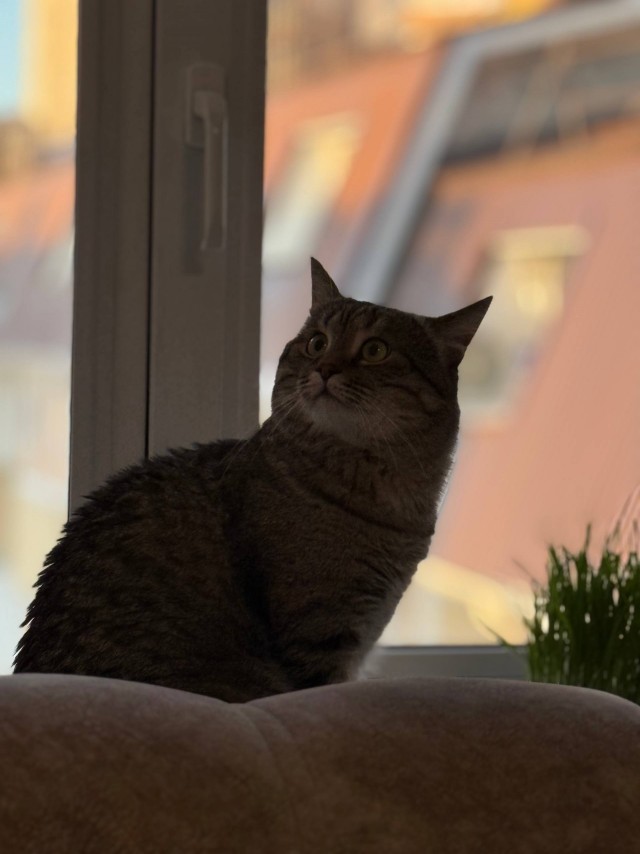 К котовторнику