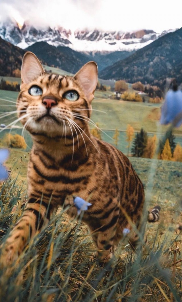 Осенний кот