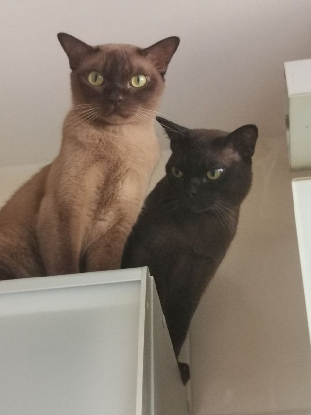 Котовторник. Где коты? Мой вот!