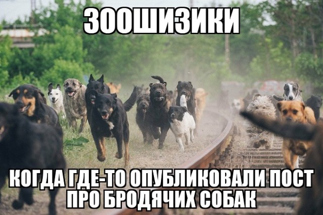 Зоозащитница отправила порнографию ребенку, пострадавшему от собаки в Ессентуках