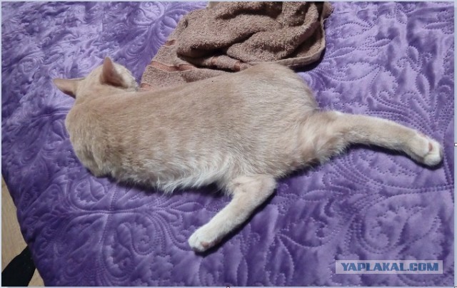 Котовторник же!