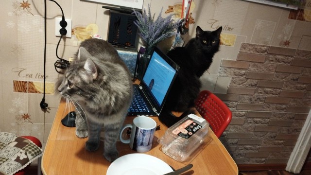 Котовторник,  кот Марс.