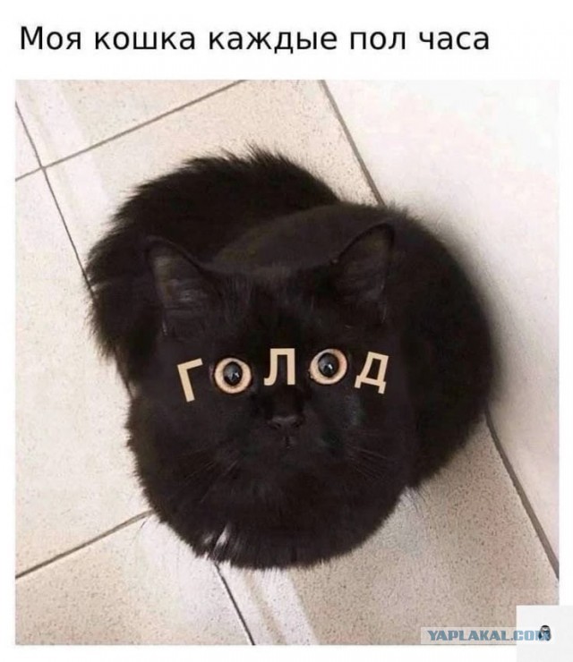 Кот