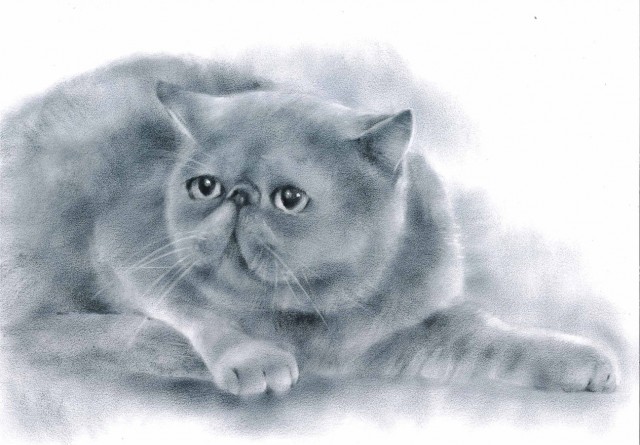 Мои рисунки животных
