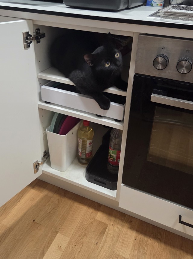 Котофторник жеж