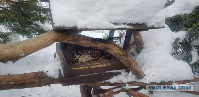 Синицы, кушают  много
