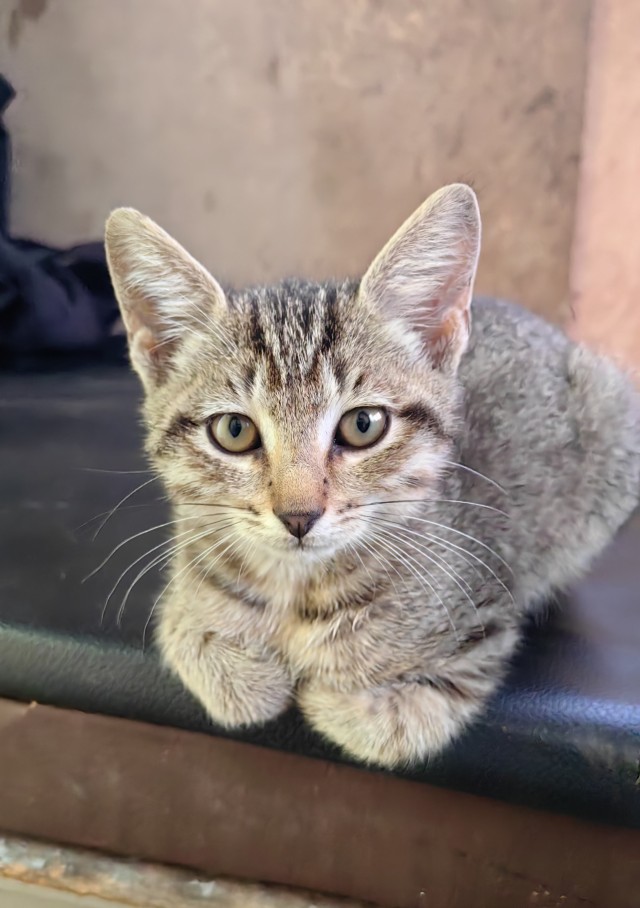Уличные котики