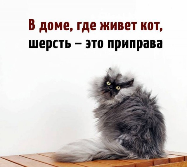 Лайфхак к котовторнику.