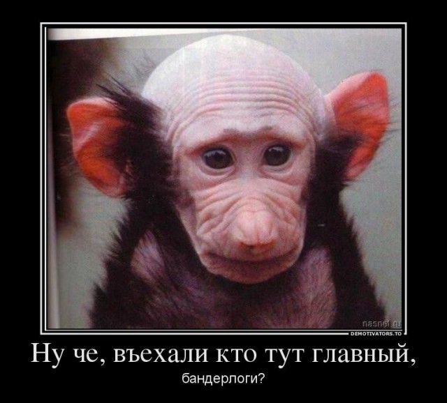 День лысых мужчин отмечается сегодня